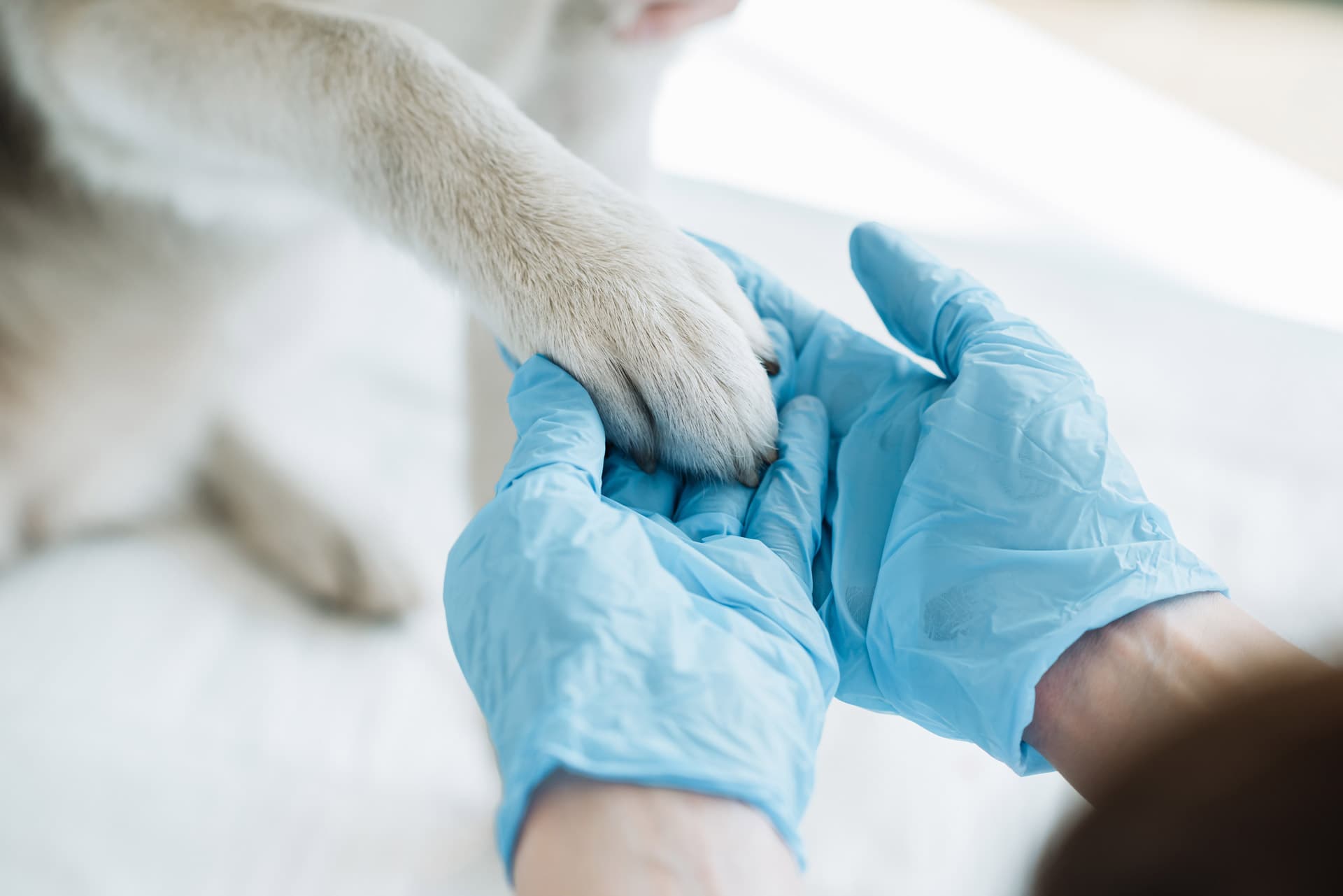 Conoce a nuestro equipo veterinario en Vigo