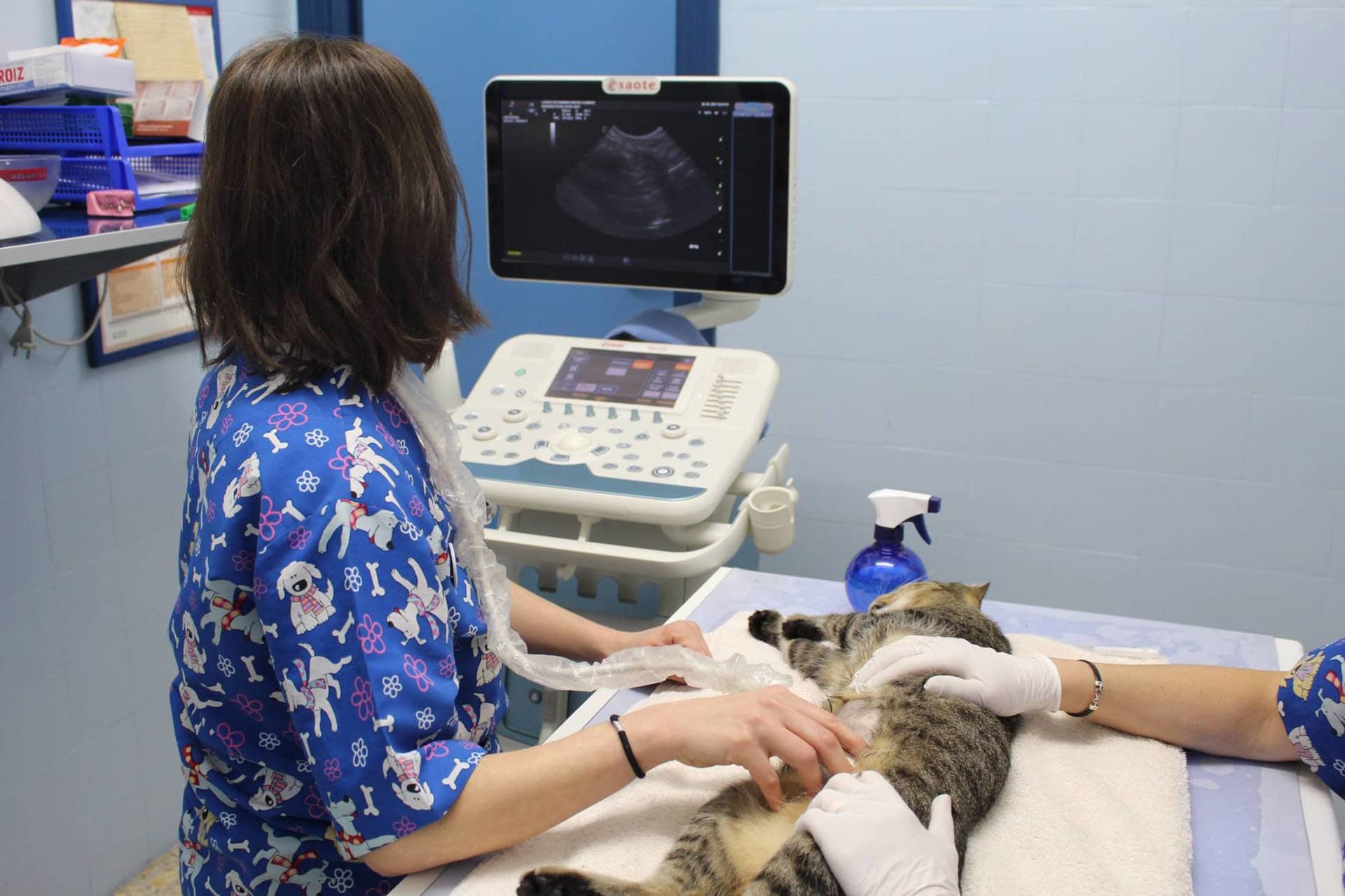 Ecografía veterinaria en Vigo