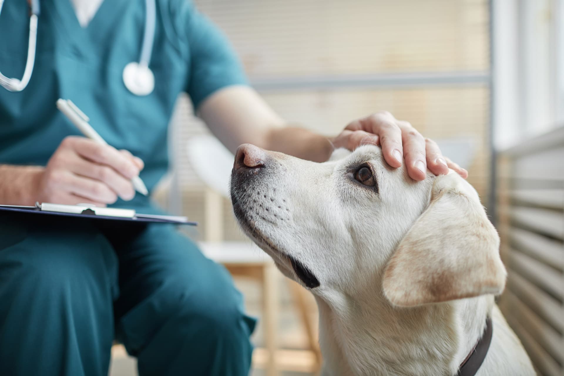 Oncología veterinaria en Vigo