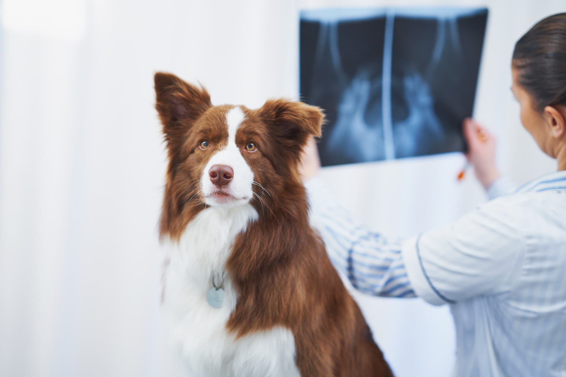 Radiología veterinaria en Vigo